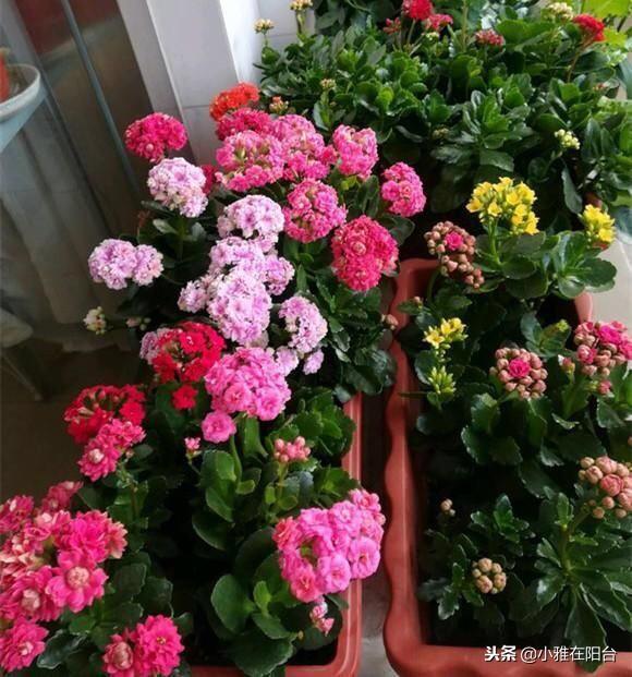 长寿花怎么养_长寿花养殖方法