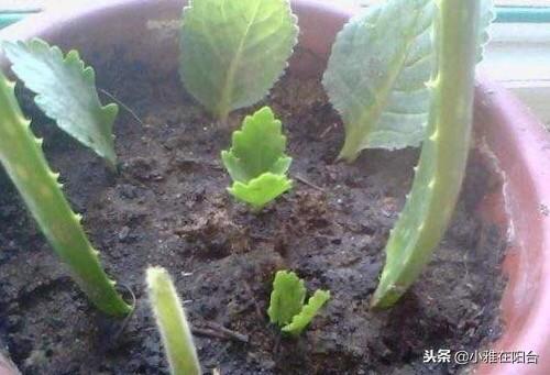 长寿花怎么养_长寿花养殖方法