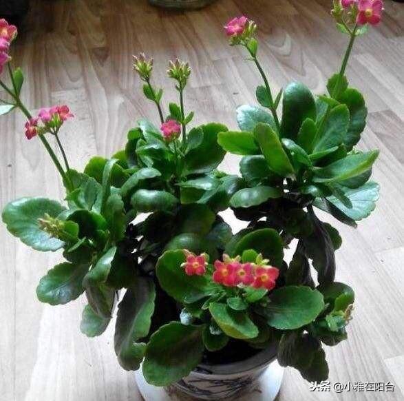 长寿花怎么养_长寿花养殖方法