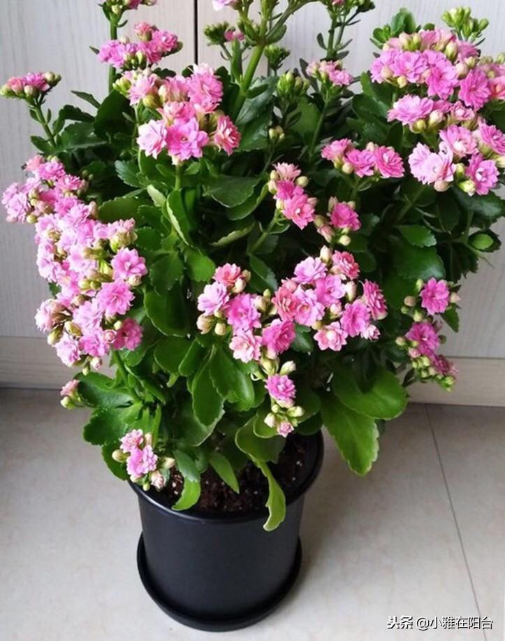 长寿花怎么养_长寿花养殖方法