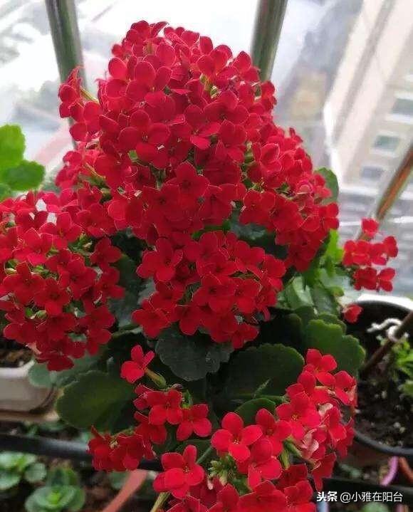 长寿花怎么养_长寿花养殖方法