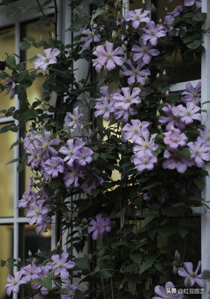 铁线莲一年开几次花_铁线莲怎么养