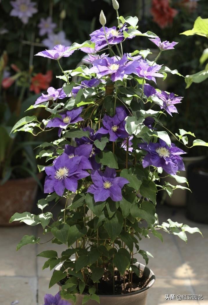 铁线莲一年开几次花_铁线莲怎么养