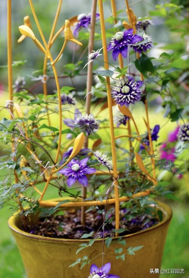 铁线莲一年开几次花_铁线莲怎么养