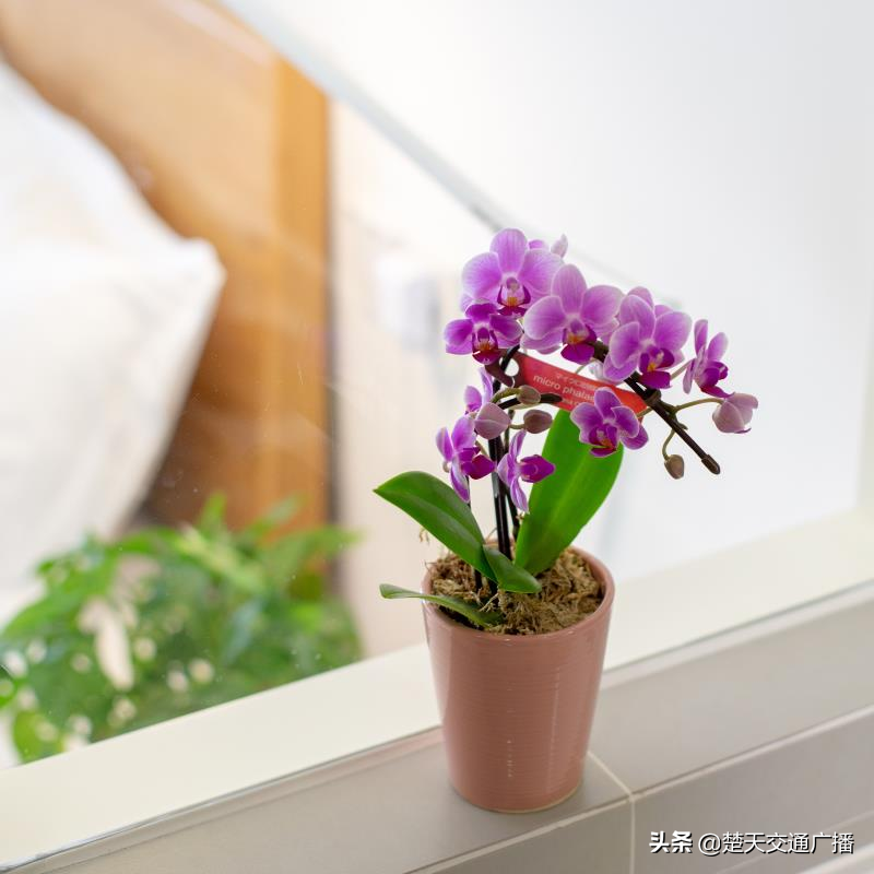 蝴蝶兰的花语是什么_蝴蝶兰的花语和原生环境