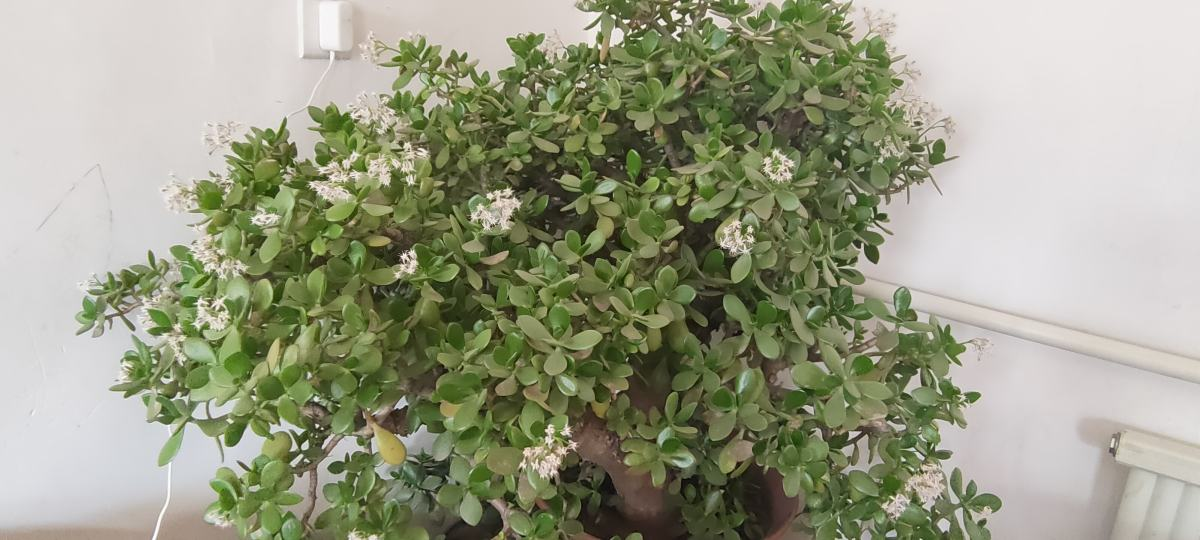 玉树开花预示什么_养玉树开花的经验