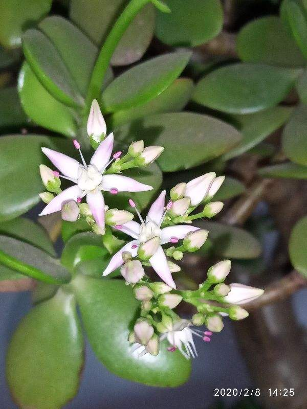 玉树开花预示什么_养玉树开花的经验