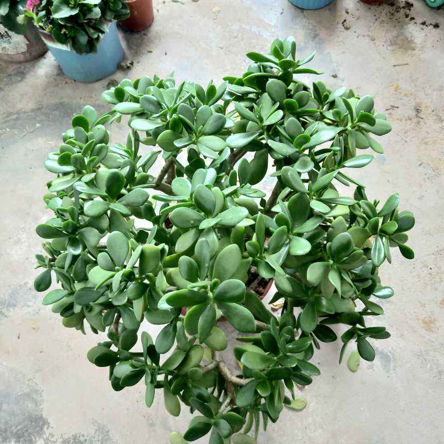 玉树开花预示什么_养玉树开花的经验