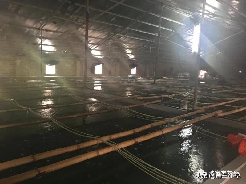 珍珠是如何养殖的_珍珠的形成及养殖技术