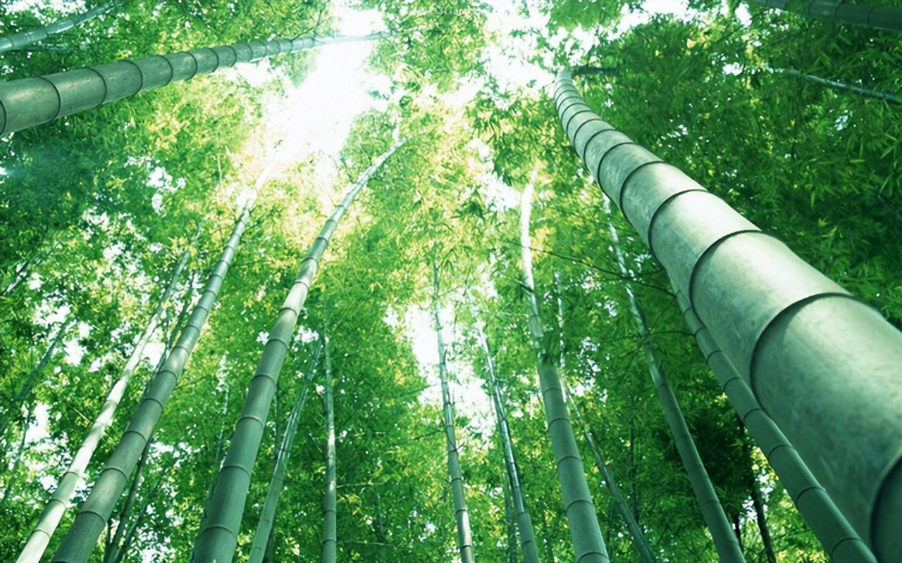 为何说竹子开花马上搬家_有何寓意