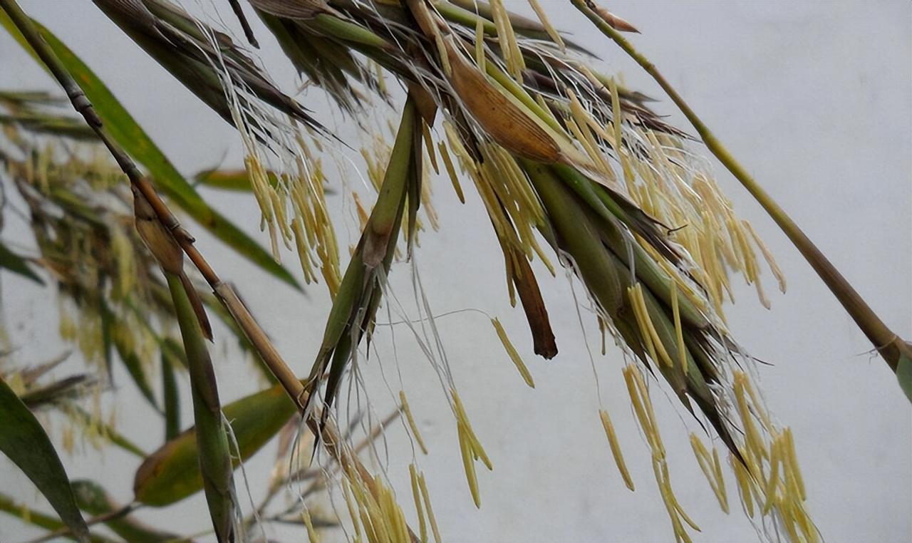 为何说竹子开花马上搬家_有何寓意