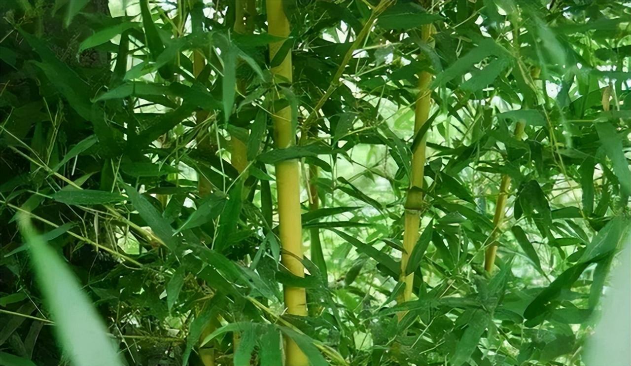 为何说竹子开花马上搬家_有何寓意