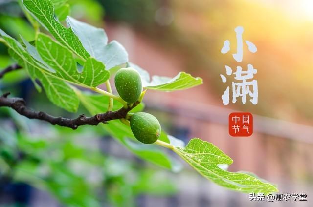 小满是哪一天_小满是几月几号