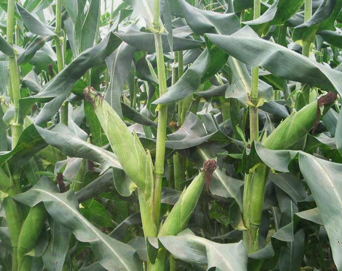 玉米怎么种植_玉米种植技术