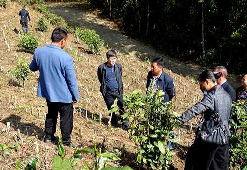 茶树如何嫁接_茶树嫁接技术要点