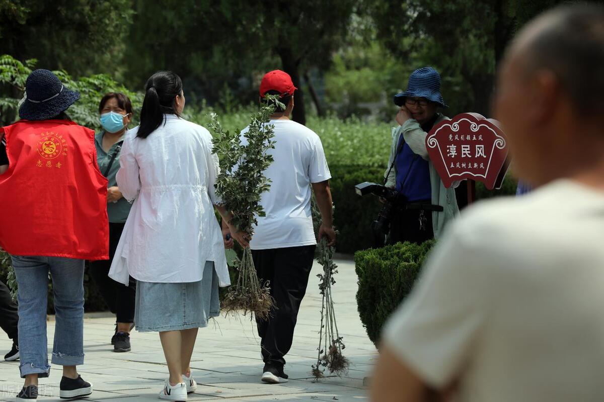 今年端午节哪天割艾草好_端午节为什么要挂艾草