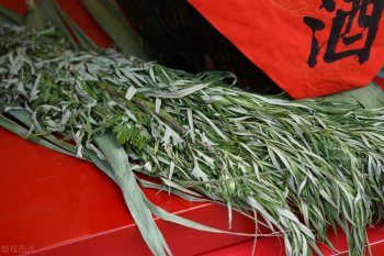 今年端午节哪天割艾草好_端午节为什么要挂艾草