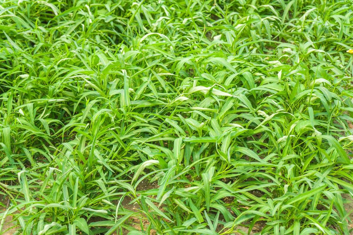 小满节气能种哪些蔬菜_你知道吗