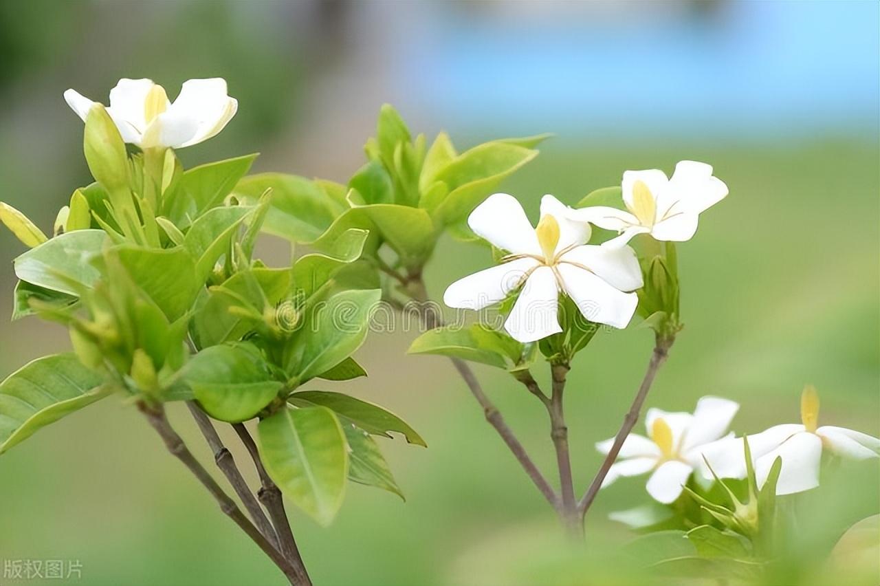 栀子花能吃吗_栀子花怎么做好吃