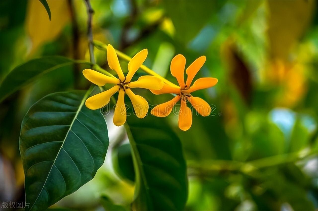 栀子花能吃吗_栀子花怎么做好吃