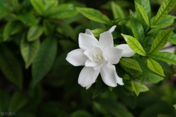 栀子花能吃吗_栀子花怎么做好吃