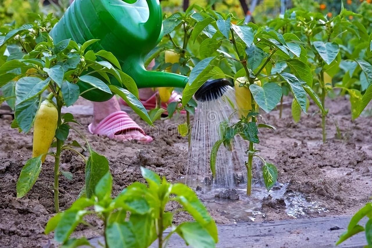 粪水浇地种菜能吃娜_答案来了