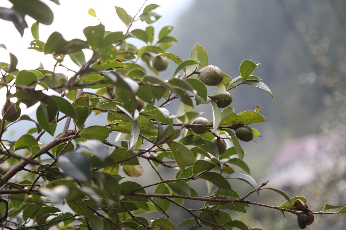 国民食用油现在怎么越来越少了_什么原因