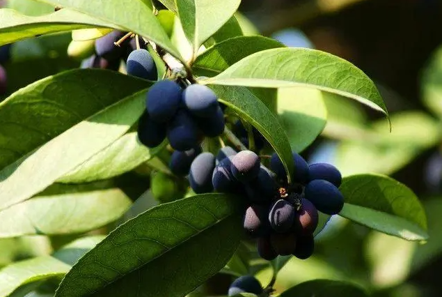 桂花树的果实可以吃吗_桂花树的果实有什么功效