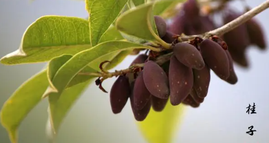 桂花树的果实可以吃吗_桂花树的果实有什么功效