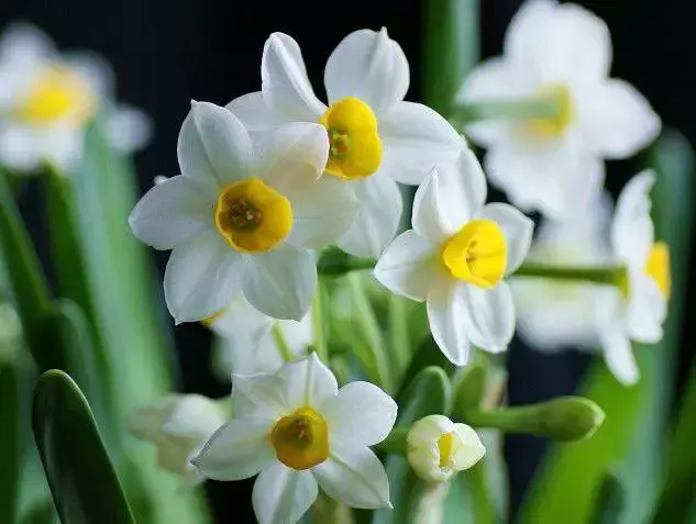 古代四大名花是哪四种_四大名花有哪些花