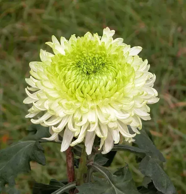 古代四大名花是哪四种_四大名花有哪些花