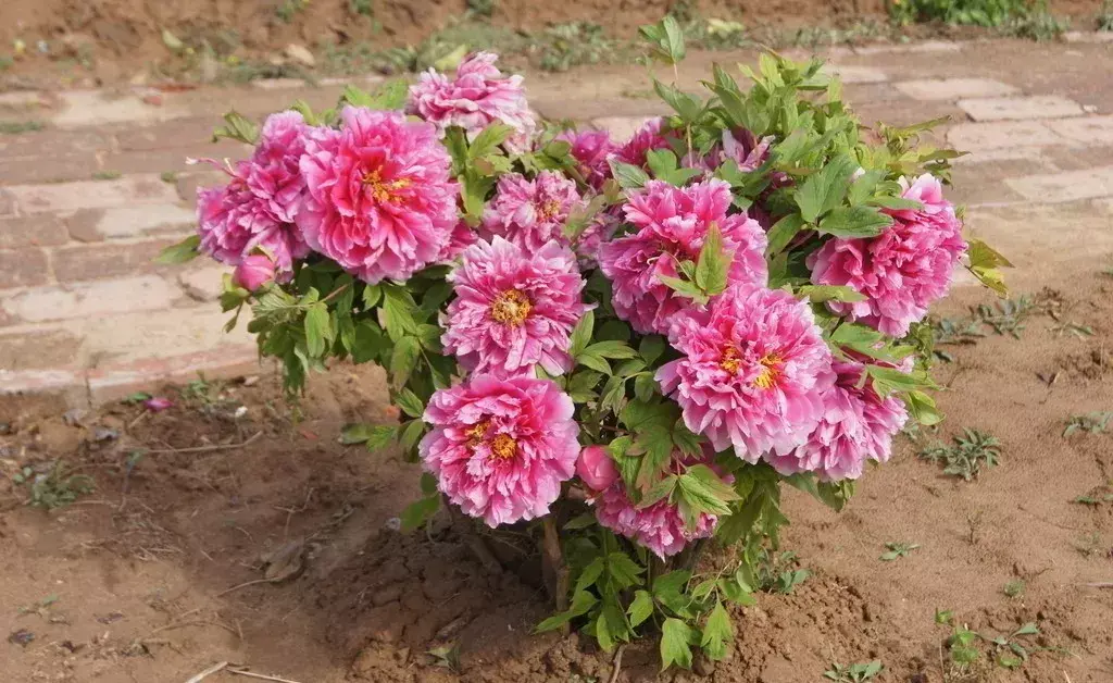 古代四大名花是哪四种_四大名花有哪些花