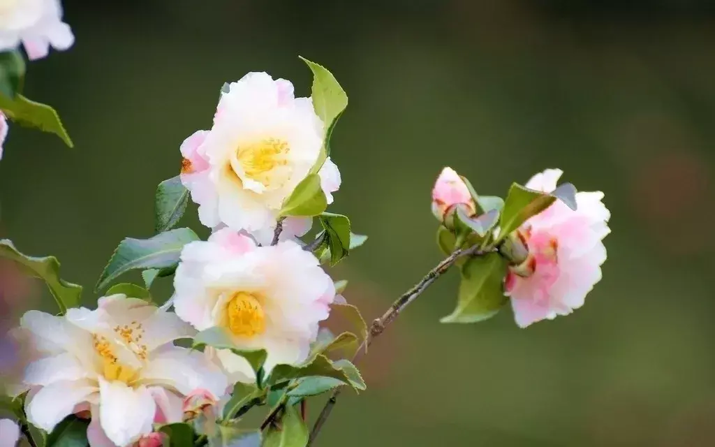 古代四大名花是哪四种_四大名花有哪些花