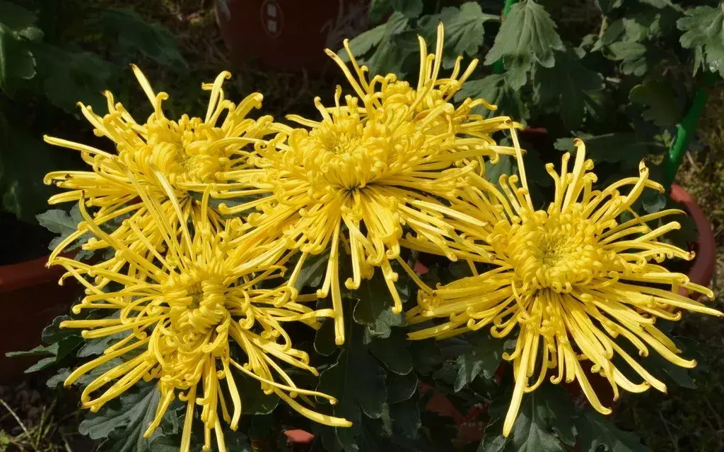 古代四大名花是哪四种_四大名花有哪些花