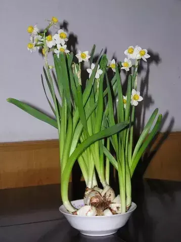 古代四大名花是哪四种_四大名花有哪些花