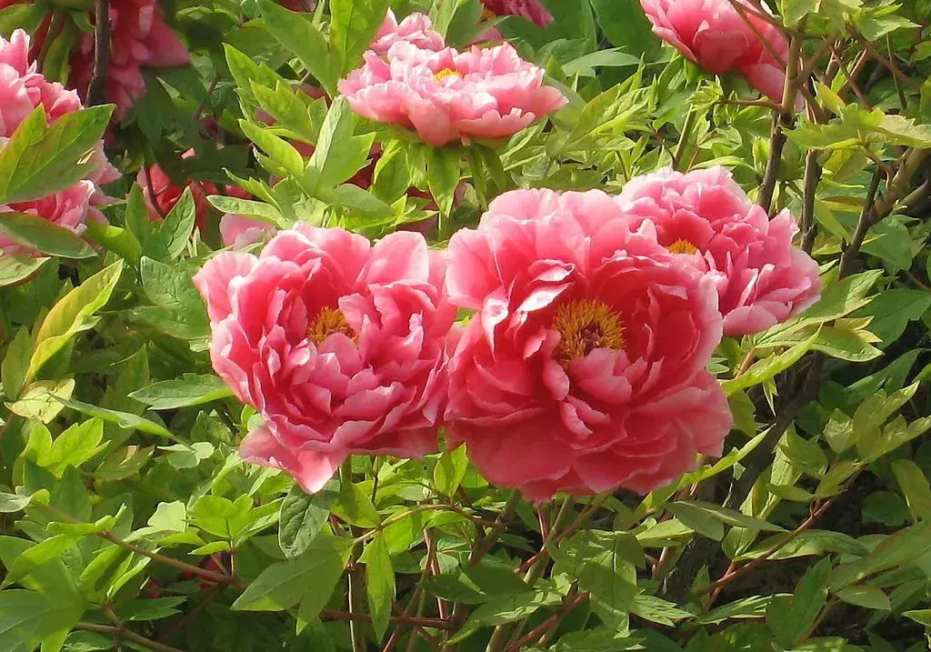 古代四大名花是哪四种_四大名花有哪些花
