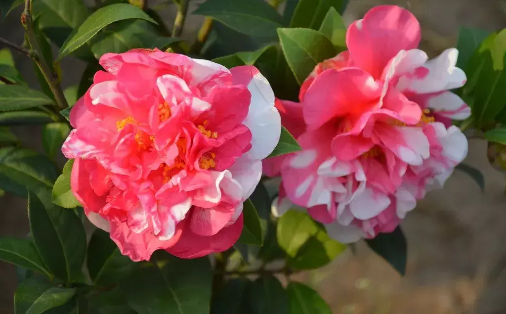 古代四大名花是哪四种_四大名花有哪些花