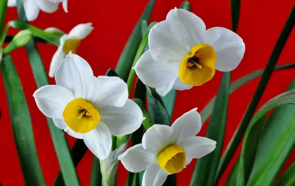 古代四大名花是哪四种_四大名花有哪些花