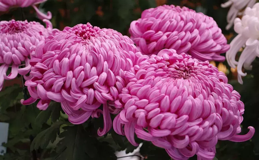 古代四大名花是哪四种_四大名花有哪些花