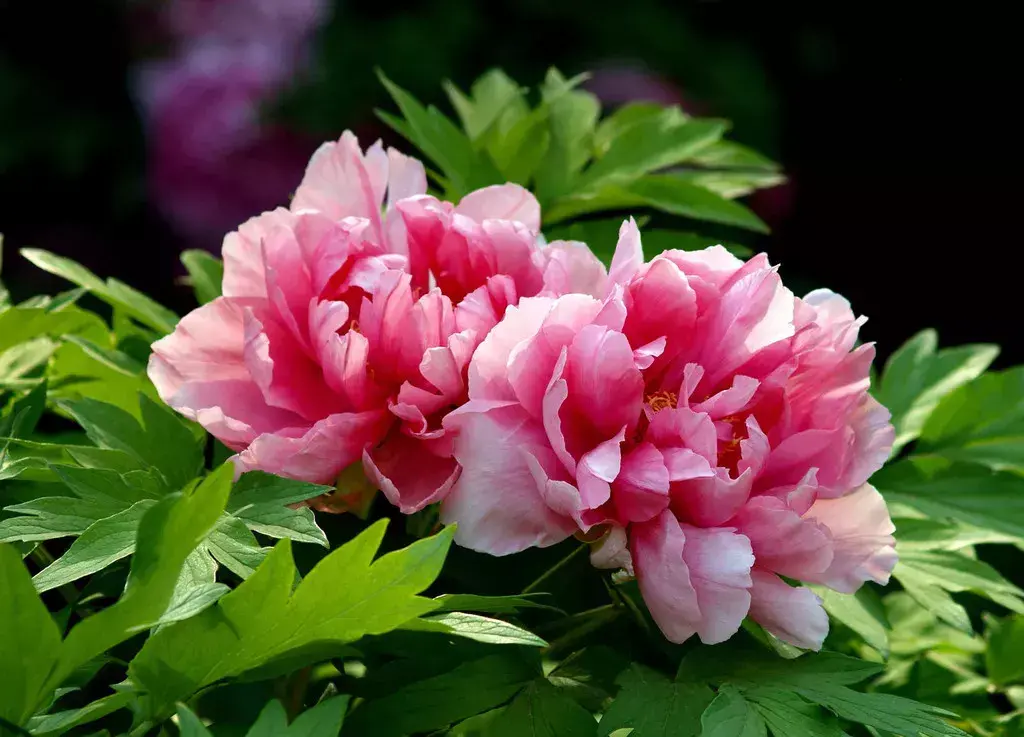 古代四大名花是哪四种_四大名花有哪些花