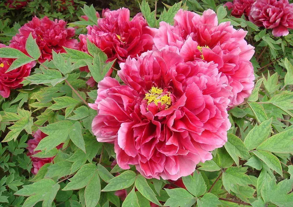 古代四大名花是哪四种_四大名花有哪些花