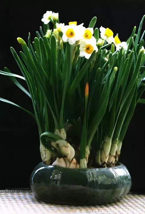 古代四大名花是哪四种_四大名花有哪些花