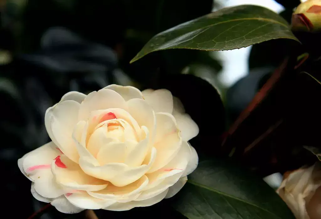 古代四大名花是哪四种_四大名花有哪些花