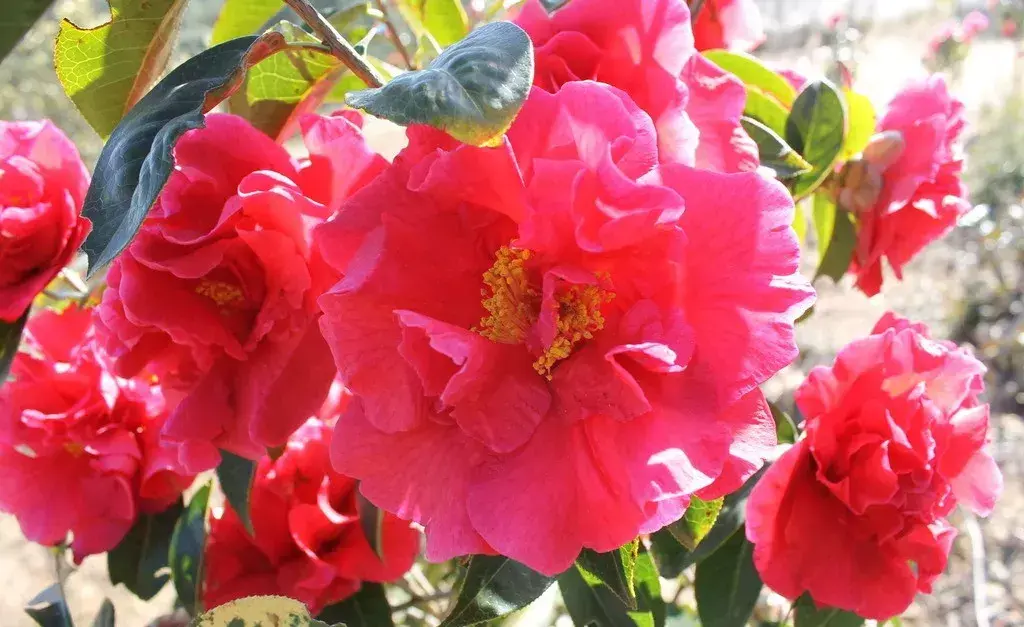 古代四大名花是哪四种_四大名花有哪些花