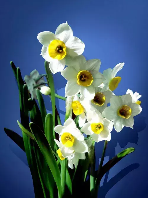古代四大名花是哪四种_四大名花有哪些花