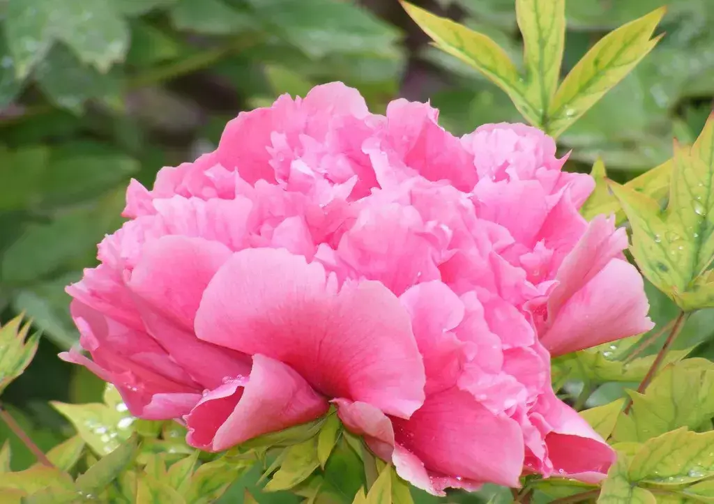 古代四大名花是哪四种_四大名花有哪些花