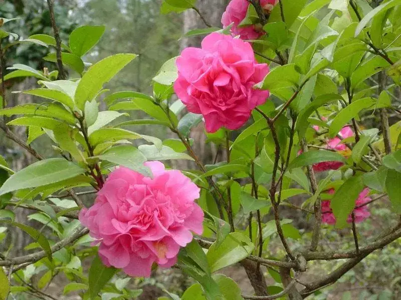 古代四大名花是哪四种_四大名花有哪些花