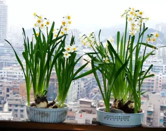古代四大名花是哪四种_四大名花有哪些花