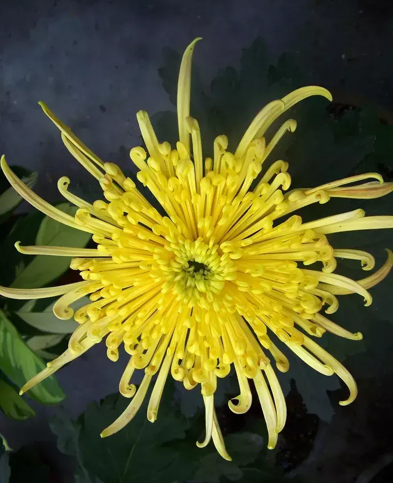 古代四大名花是哪四种_四大名花有哪些花