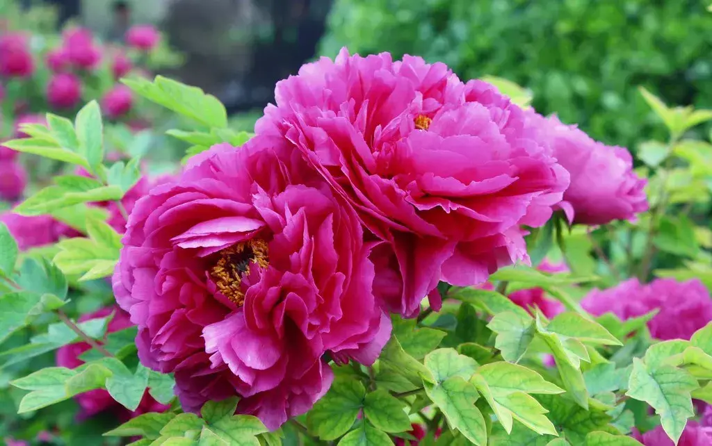 古代四大名花是哪四种_四大名花有哪些花